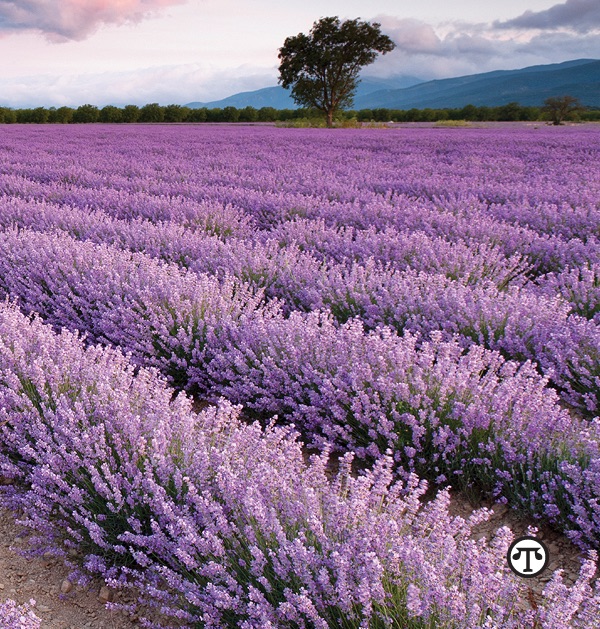 Proper planning can help you have a glorious, pollinator-attractant garden and save you time, trouble and money.