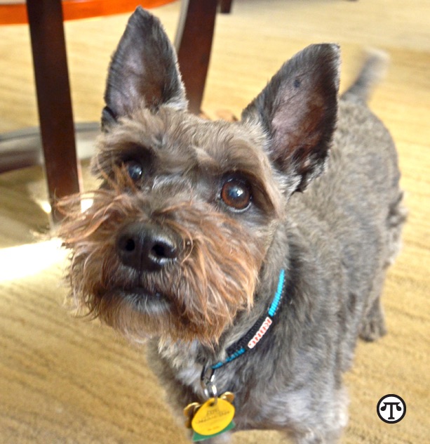 Pet dander and hair can accumulate in the HVAC system.