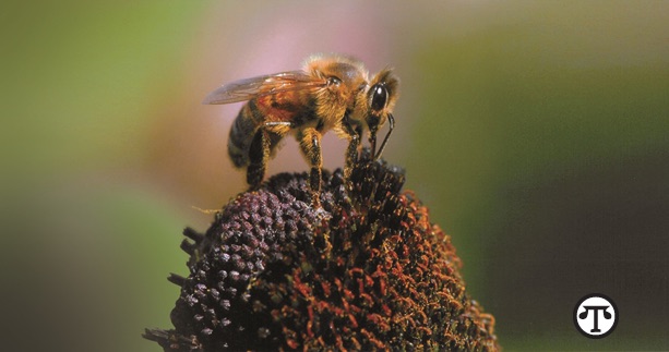 For the environment’s sake, “bee” prepared to provide a friendly habitat for bees and other pollinators.