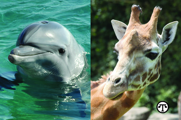 From the dolphins in the seas to the giraffes reaching into the trees, the magnificent creatures that share our world can be seen, saved and appreciated at zoos and aquariums.  