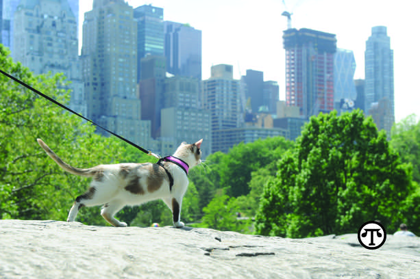  (Diane Bondareff/AP Images for Purina Pro Plan) Gaia displays her true nature in New York City’s Central Park to celebrate National “Take Your Cat On An Adventure” Day. 