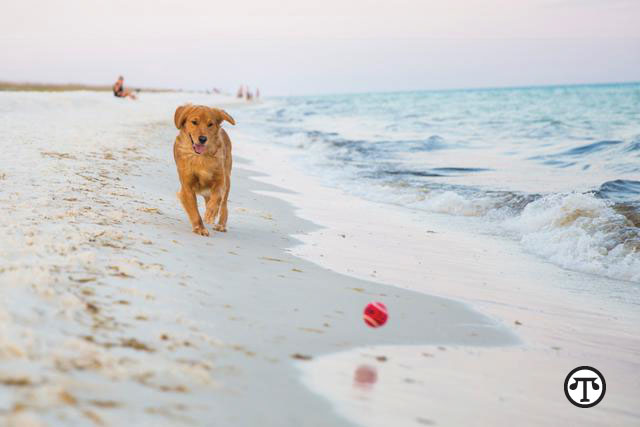 With treatment, many spayed, bed-wetting dogs don’t have to be out in the cold. They can safely stay indoors with their families—right where they belong.  