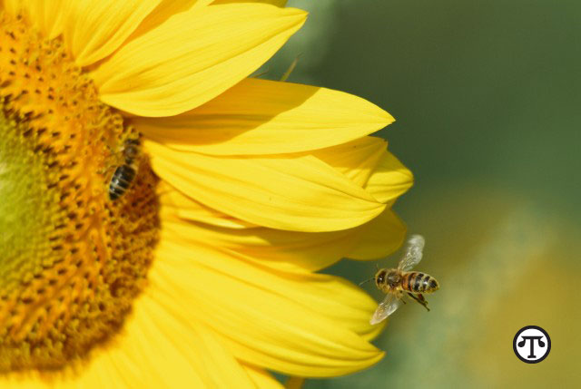 You can help pollinator friends on National Honey Bee Day, National Honey Month and all year long.