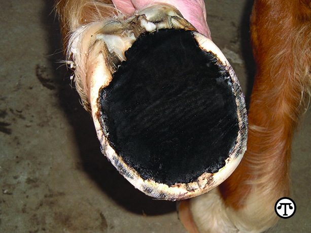 Keep your eye on your horse’s hooves and make sure they’re trimmed regularly and properly.