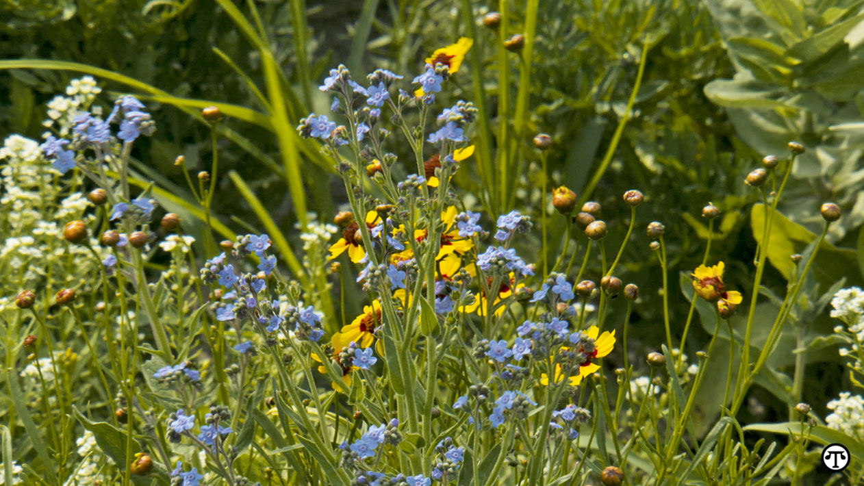 You can “bee” a big help to pollinators of all kinds when you plant lots of colorful flowers.