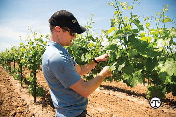 Expert vintners such as Aaron Lange say Lodi, California will produce high-quality wines this year.