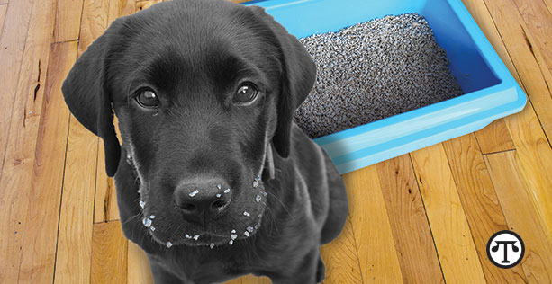 With a little help, your dog will curb the litter box snack shack urge.