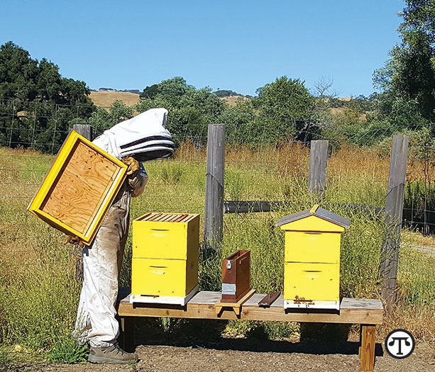 At only 14, Jake Reisdorf is an award-winning beekeeper—and, the buzz is, he’s not alone in his generation.