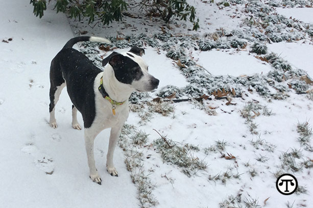 Lucky loves to romp in the snow. Remember to check your pet’s paws, ears and tail after some outdoor winter fun.
