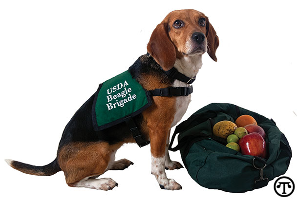 USDA detector dogs help keep dangerous pests from America’s plants.