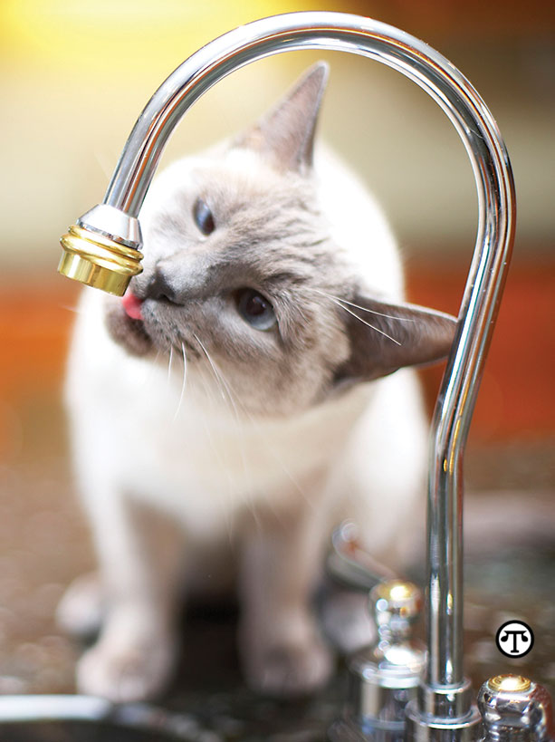 Кошка часто пьет воду. Кошка пьет воду. Котенок пьет молоко. Кошки промышленные. Почему котенок пьет много воды.